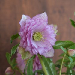 画像1: H-20　アンティークピンクバイカラー多弁